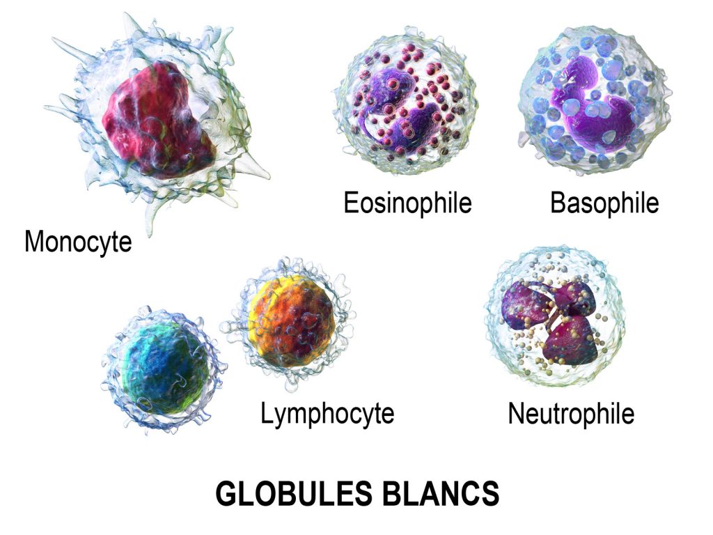 LES GLOBULES BLANCS - LAB2U